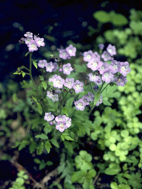 Phacelia maculata (Spotted phacelia) #1762