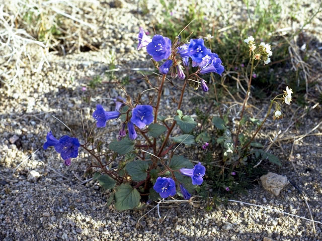 Phacelia nashiana (Charlotte's phacelia) #1766