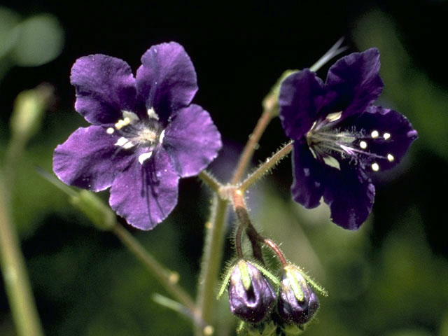 Phacelia parryi (Parry's phacelia) #1770