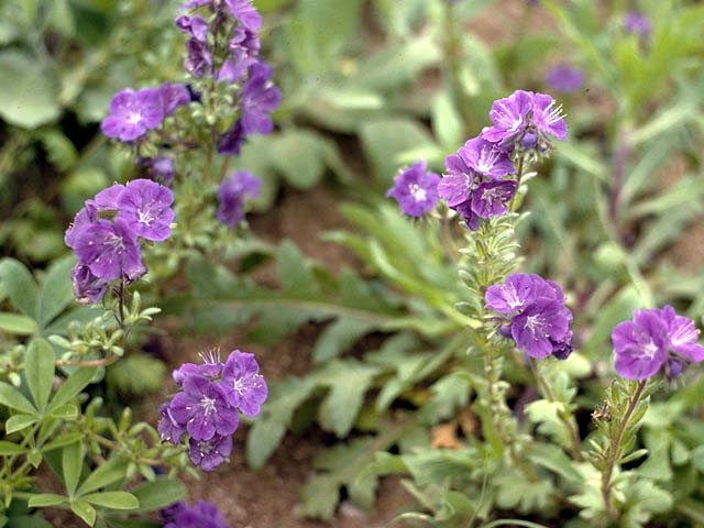 Phacelia popei (Pope's phacelia) #1777