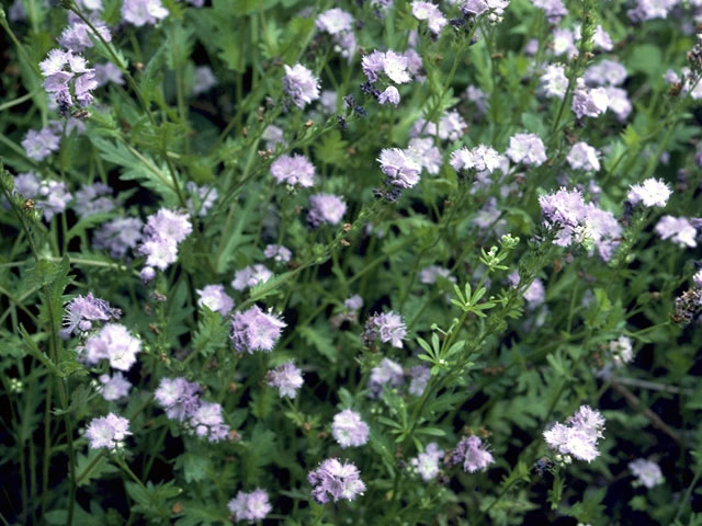 Phacelia purshii (Miami mist) #1778