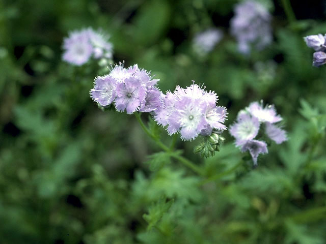 Phacelia purshii (Miami mist) #1779