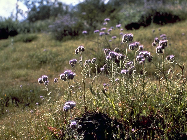 Phacelia tanacetifolia (Lacy phacelia) #1791