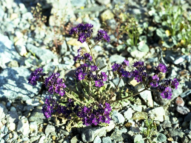 Phacelia vallis-mortae (Death valley phacelia) #1792