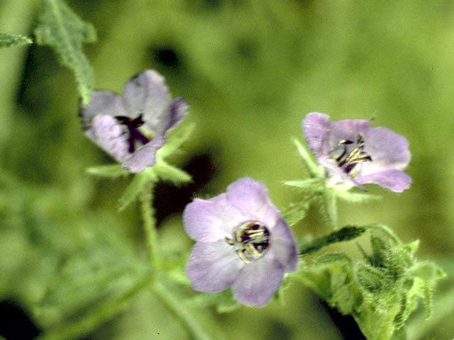 Pholistoma auritum (Blue fiestaflower) #1796