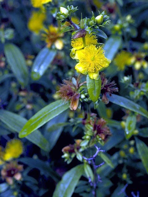 Hypericum buckleyi (Buckley's st. john's-wort) #1803