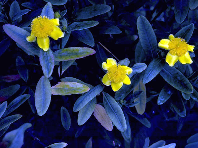 Hypericum prolificum (Shrubby st. john's-wort) #1814