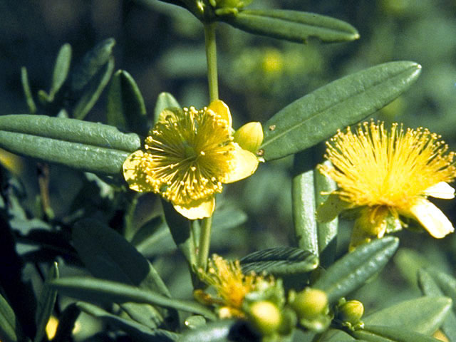 Hypericum prolificum (Shrubby st. john's-wort) #1815