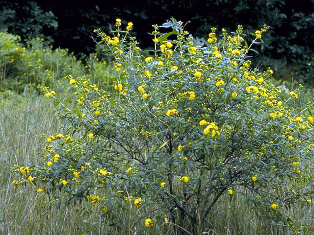 Hypericum prolificum (Shrubby st. john's-wort) #1816