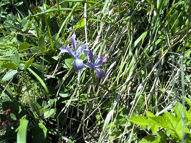 Iris tenax (Toughleaf iris) #1887