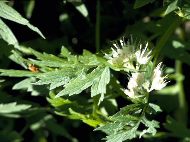 Hydrophyllum tenuipes (Pacific waterleaf) #1927