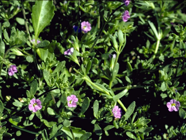 Calibrachoa parviflora (Seaside petunia) #1932