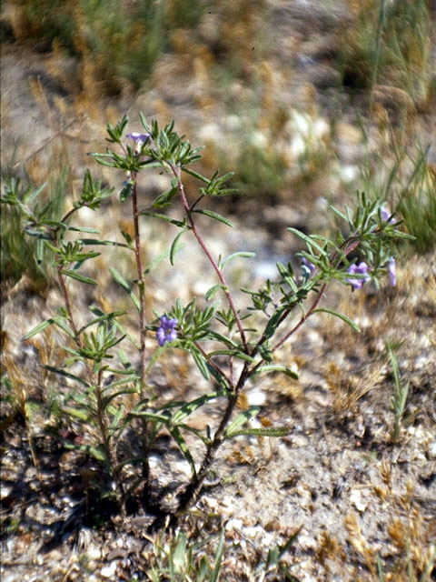 Nama hispidum (Sand bells) #1938