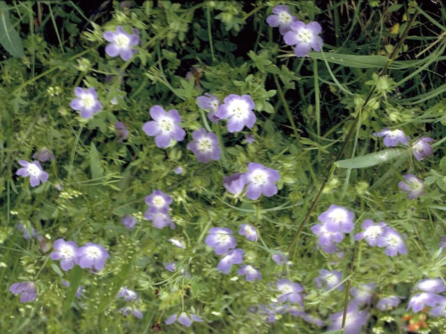 Nemophila phacelioides (Texas baby blue eyes) #1960