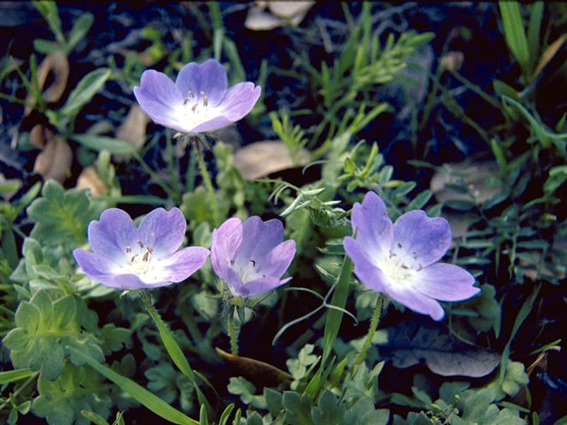 Nemophila phacelioides (Texas baby blue eyes) #1962