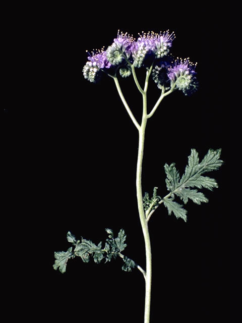 Phacelia congesta (Caterpillars) #1976