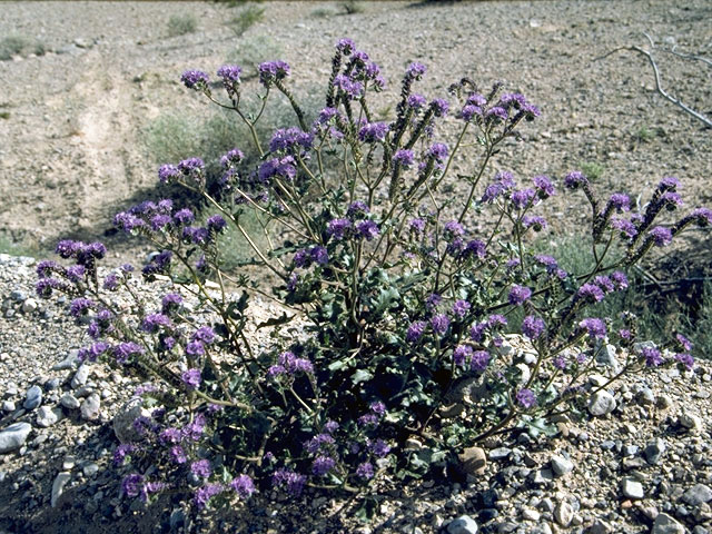 Phacelia crenulata var. corrugata (Cleft-leaf wild heliotrope) #1978