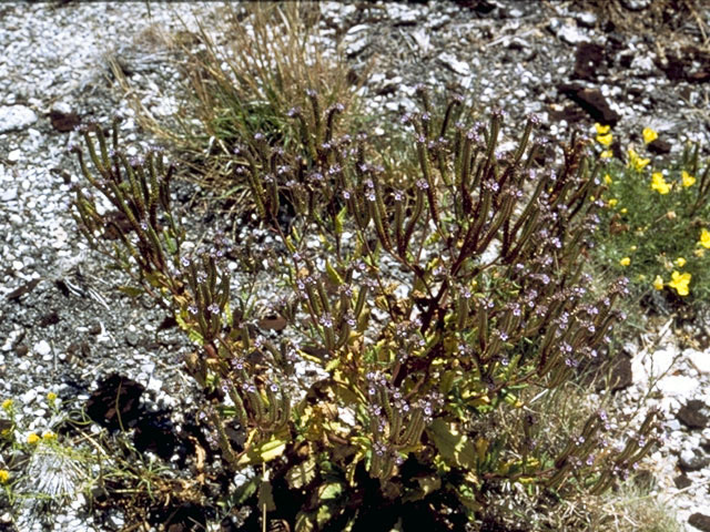 Phacelia crenulata var. corrugata (Cleft-leaf wild heliotrope) #1979