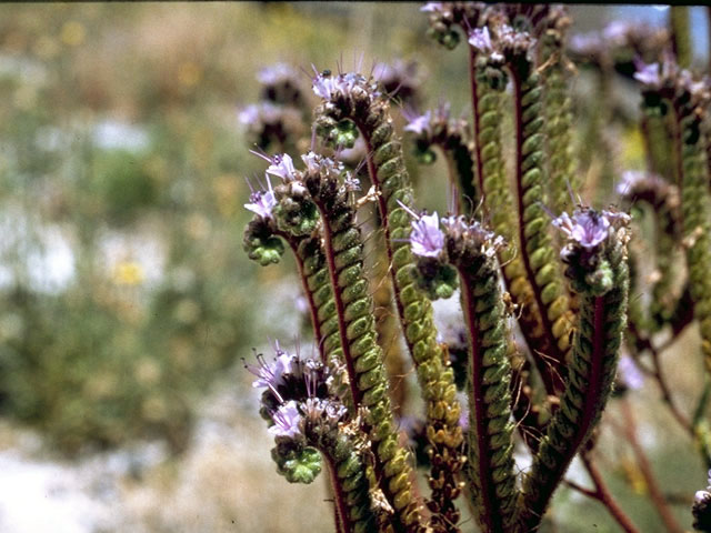 Phacelia crenulata var. corrugata (Cleft-leaf wild heliotrope) #1980