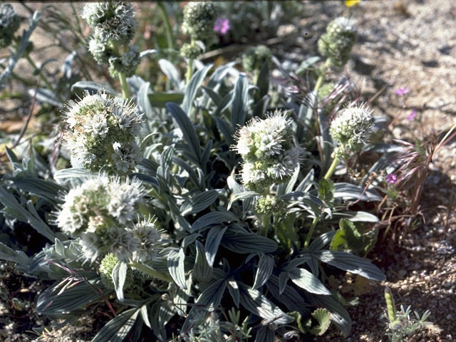 Phacelia corymbosa (Serpentine phacelia) #1983