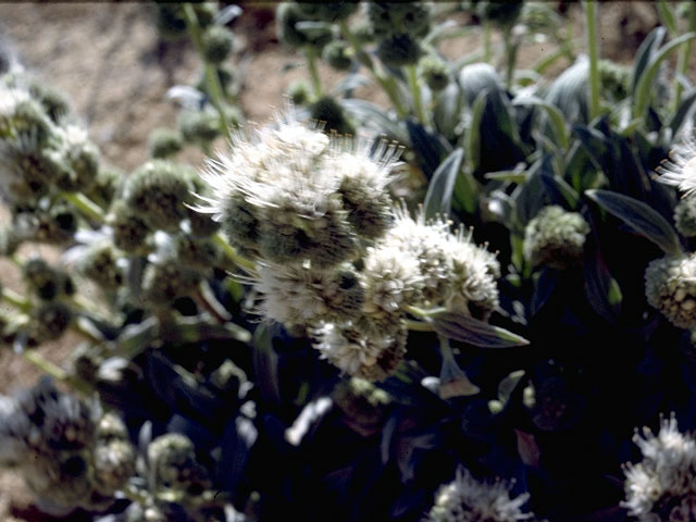 Phacelia corymbosa (Serpentine phacelia) #1984