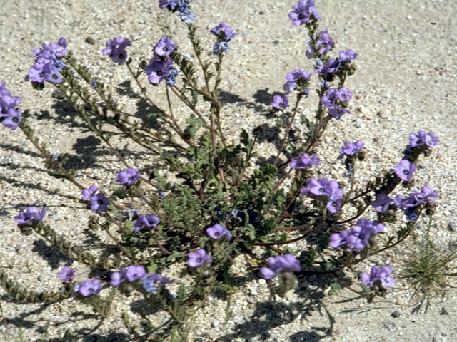 Phacelia distans (Distant phacelia) #1989