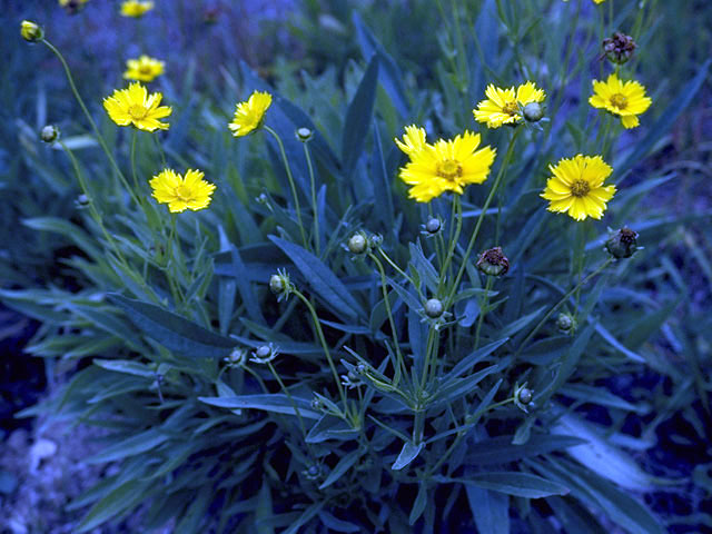 Coreopsis lanceolata (Lanceleaf coreopsis) #1997