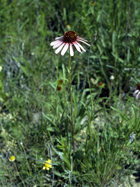 Echinacea purpurea (Eastern purple coneflower) #2079