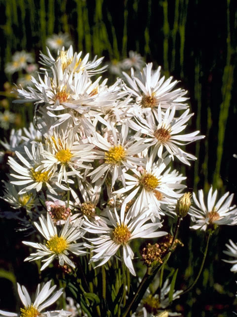 Erigeron caespitosus (Tufted fleabane) #2126