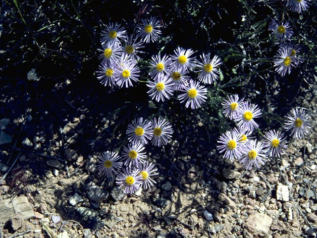 Erigeron speciosus var. macranthus (Aspen fleabane) #2149