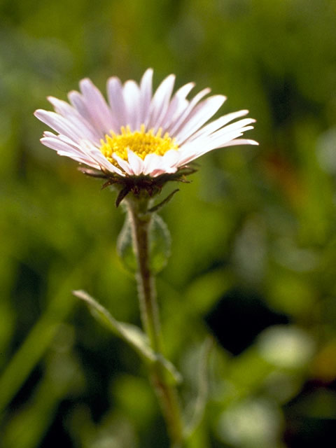 Erigeron peregrinus ssp. peregrinus (Subalpine fleabane) #2160