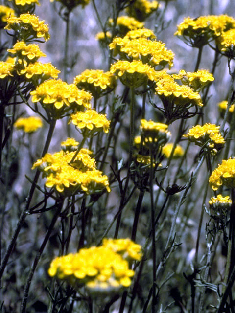 Eriophyllum confertiflorum (Golden yarrow) #2194