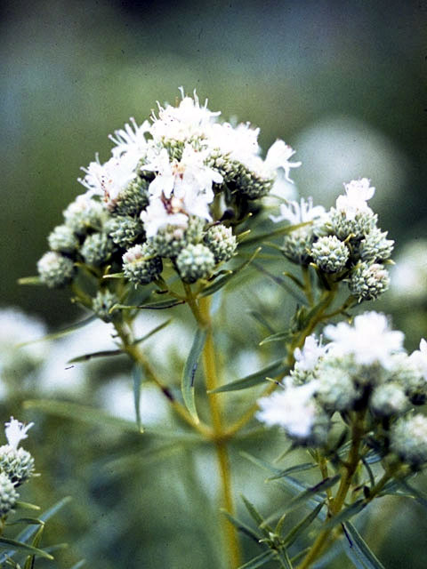 Pycnanthemum tenuifolium (Narrowleaf mountain mint) #2215