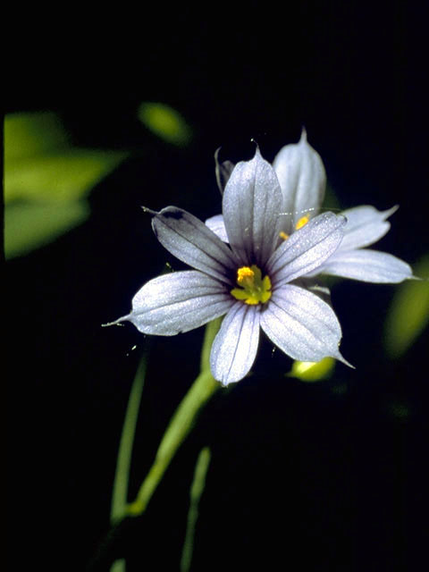 Sisyrinchium angustifolium (Narrowleaf blue-eyed grass) #2241