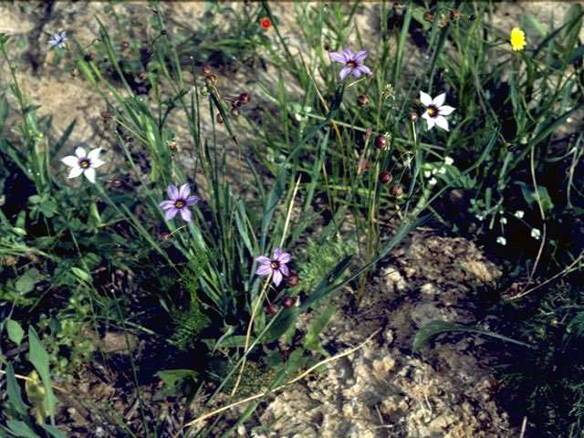 Sisyrinchium minus (Dwarf blue-eyed-grass) #2254