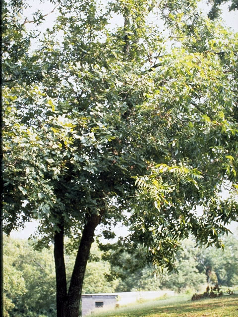 Carya illinoinensis (Pecan) #2265