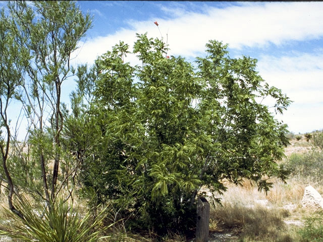 Juglans microcarpa (Little walnut) #2272