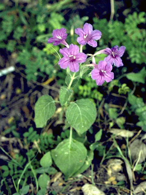 Ruellia nudiflora var. runyonii (Runyon's wild petunia) #2346