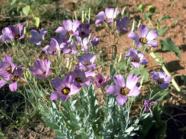 Eustoma exaltatum (Catchfly prairie gentian) #2398