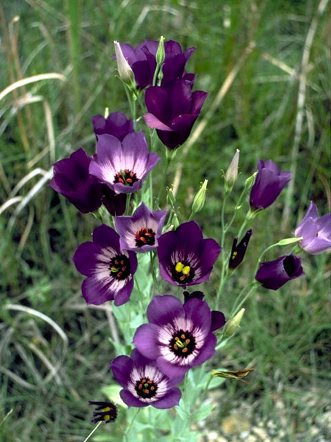 Eustoma exaltatum ssp. russellianum (Texas bluebells) #2404