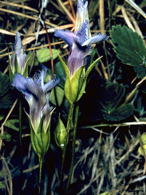 Gentianopsis crinita (Greater fringed gentian) #2435