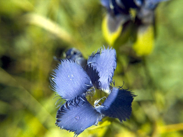 Gentianopsis virgata (Lesser fringed gentian) #2450