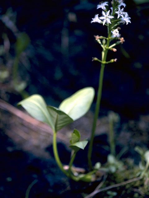 Menyanthes trifoliata (Buckbean) #2463