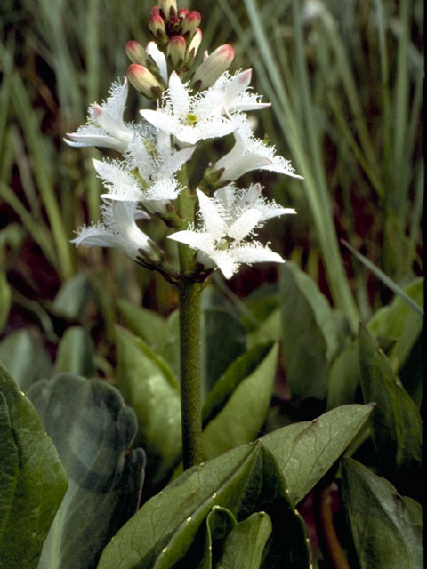 Menyanthes trifoliata (Buckbean) #2467