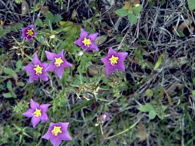 Sabatia campestris (Texas star) #2477