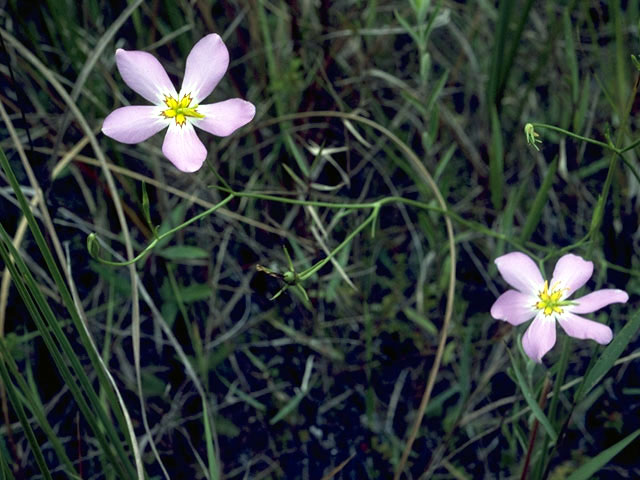 Sabatia grandiflora (Largeflower rose gentian) #2489