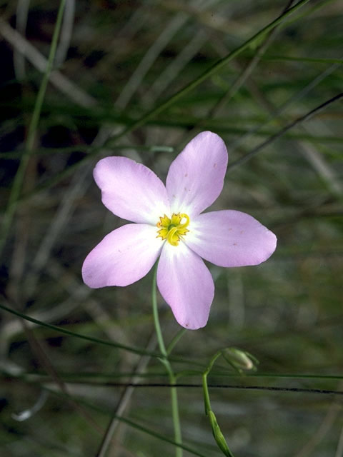 Sabatia stellaris (Rose of plymouth) #2491