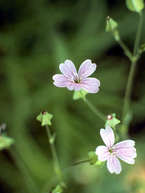 Geranium caespitosum (Pineywoods geranium) #2512