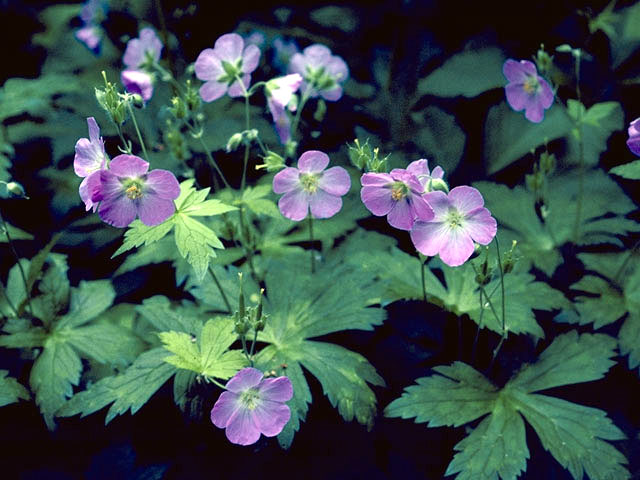 Geranium maculatum (Spotted geranium) #2517