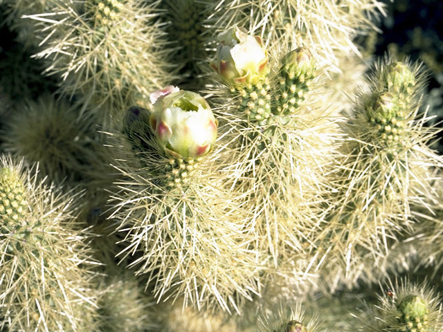 Cylindropuntia bigelovii (Teddybear cholla) #2557